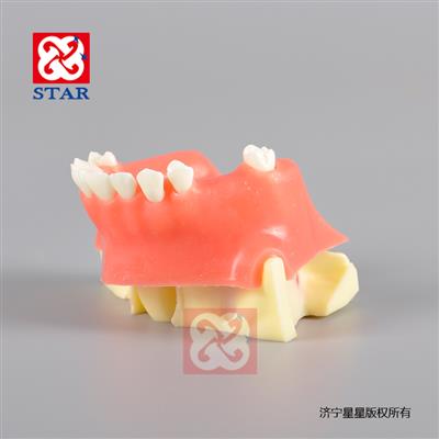 上頜竇打孔種植切開(kāi)縫合練習(xí)