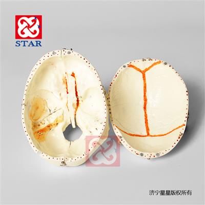 頭顱可拆分十部分，雙色牙顱底顏色展示竇動(dòng)靜脈
