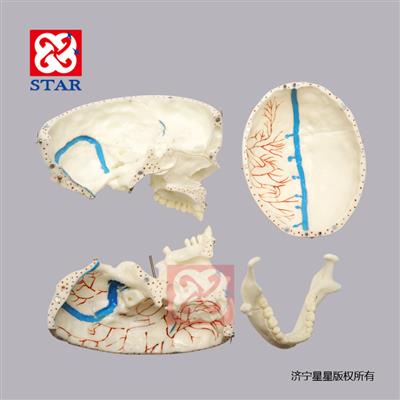 M5008可拆分，有上頜竇膜